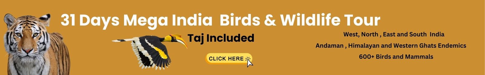 Large 31 day India tour banner ad