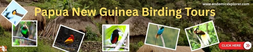 blog cover for papua new guinea birding torus