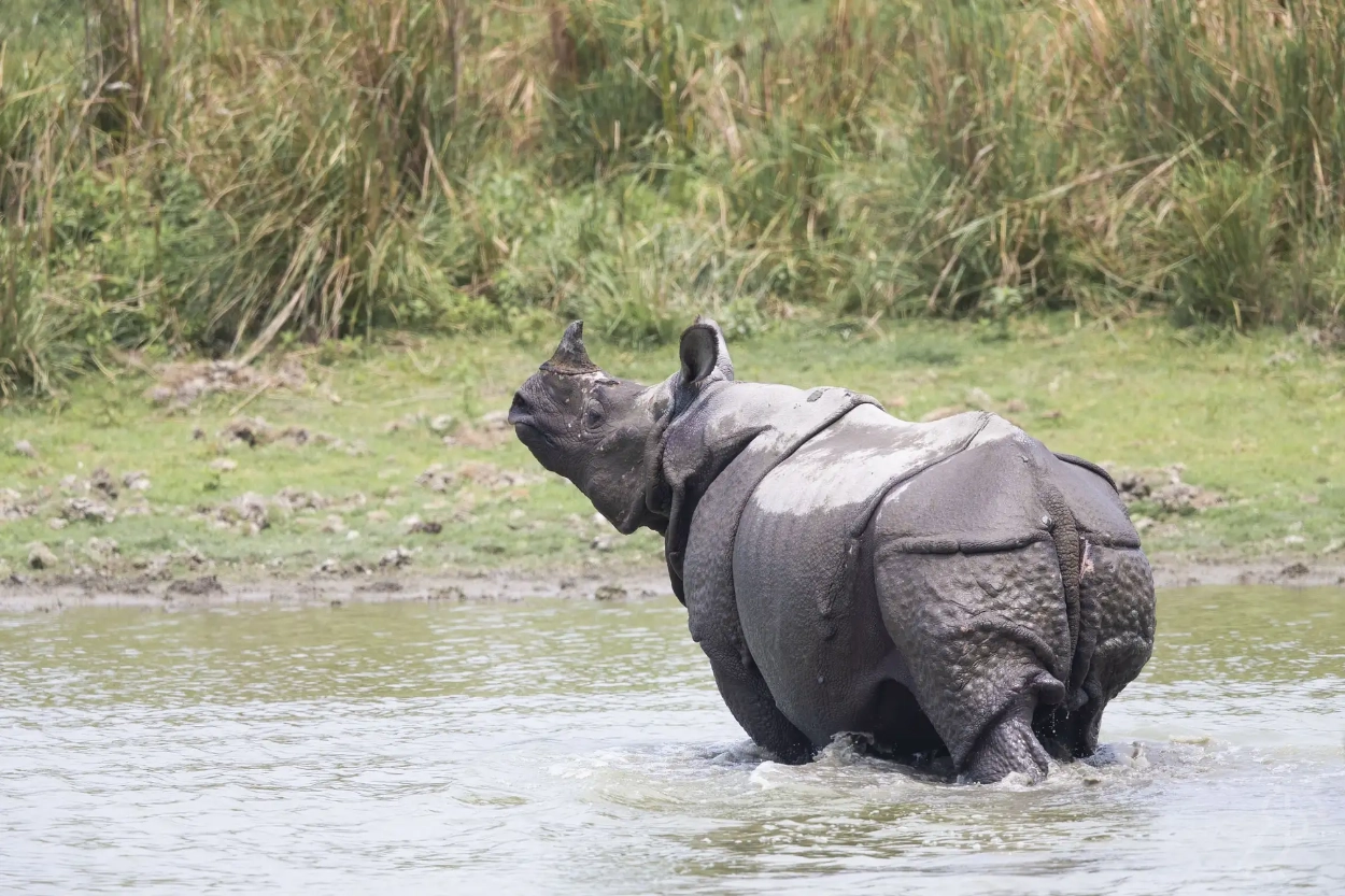 Indian Rhinoceroses