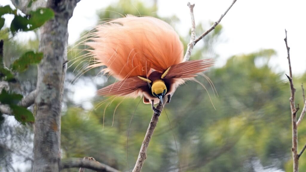 A colourful photo of a regiana bird of paradise