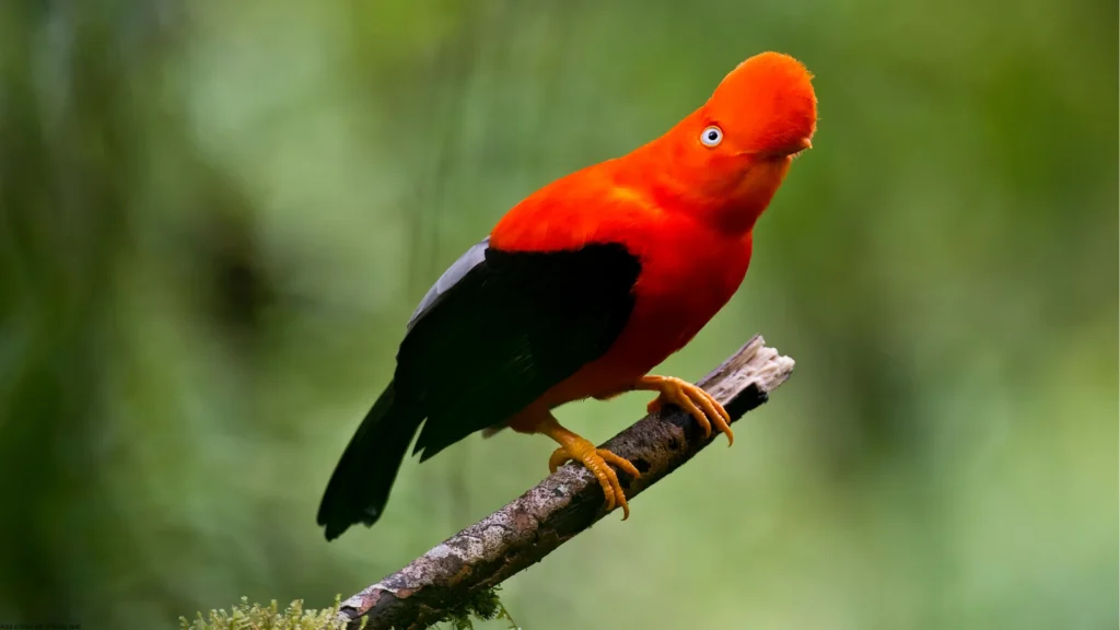 Andean Rock of the cock