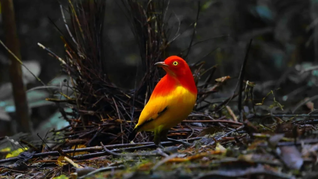 Beautiful Photo of a Flam Bower Bird