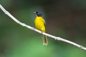 Flane throated Bulbul