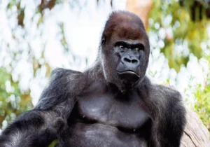 Photograph of a gorilla