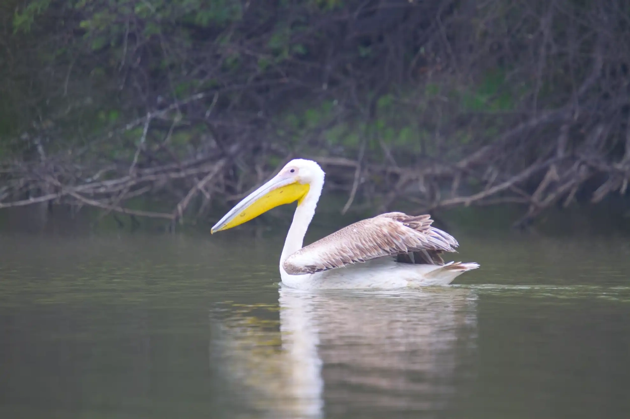 Photo of a Great Indian Pelian