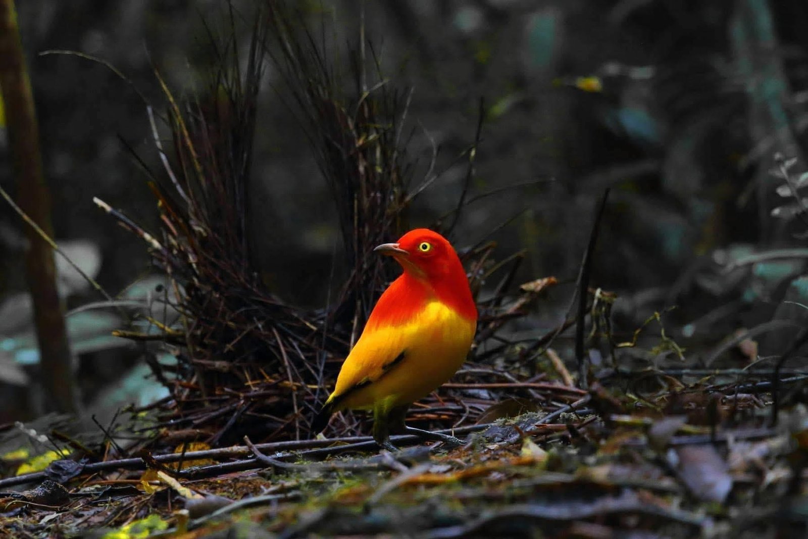 Flame Bower Bird