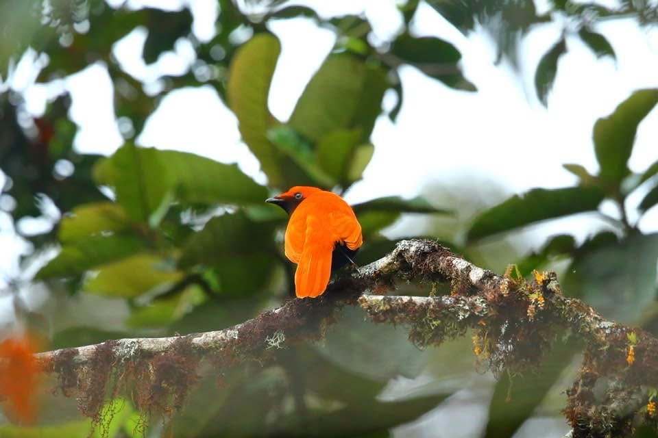 Photo of a crested satin bird