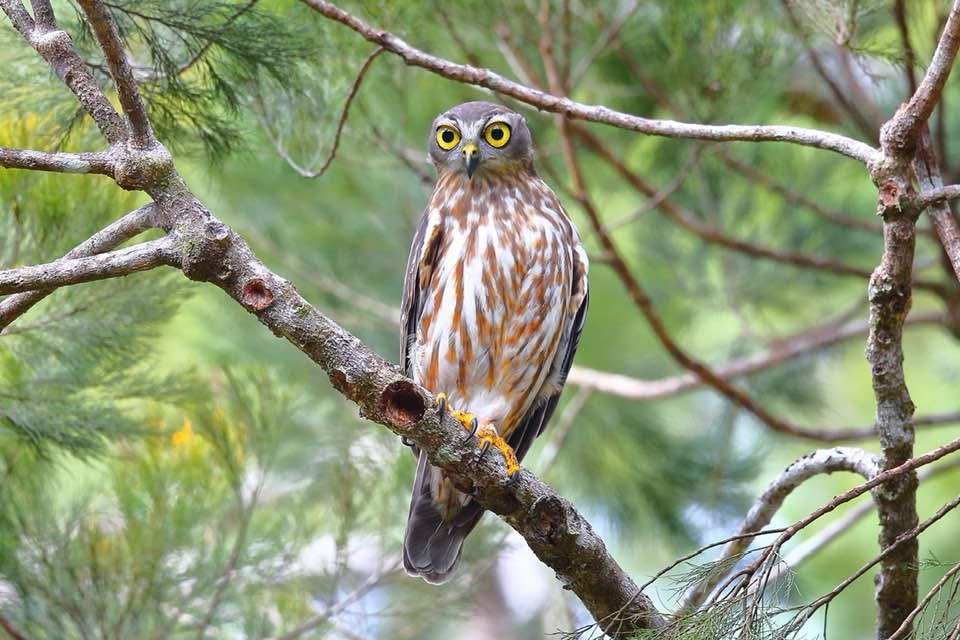 Photo of a barking own from Varirata National Park