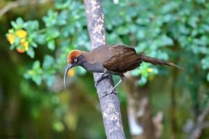 Photo of brown sicklebill