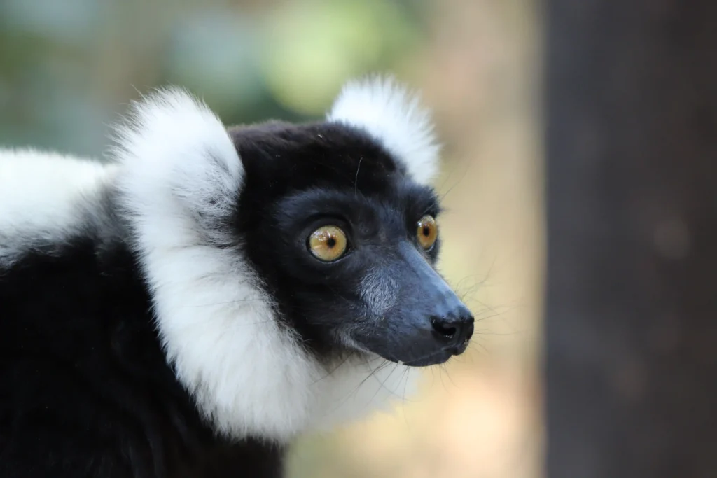 Photo of an Idri