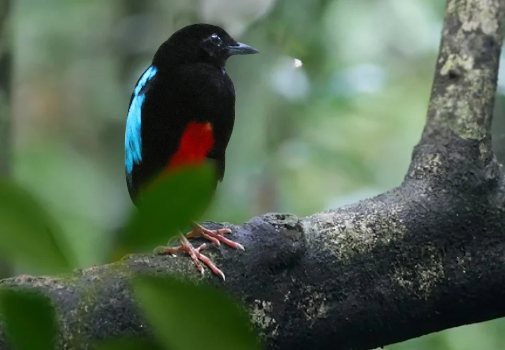 Blog image of Superb Pitta