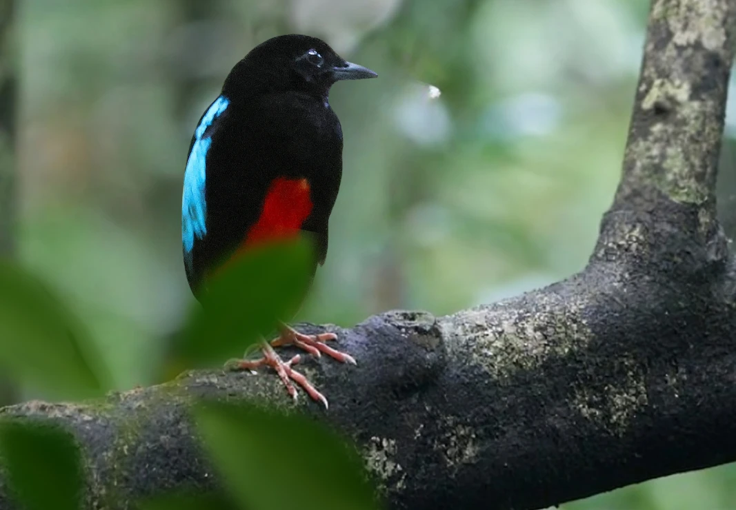Blog image of Superb Pitta