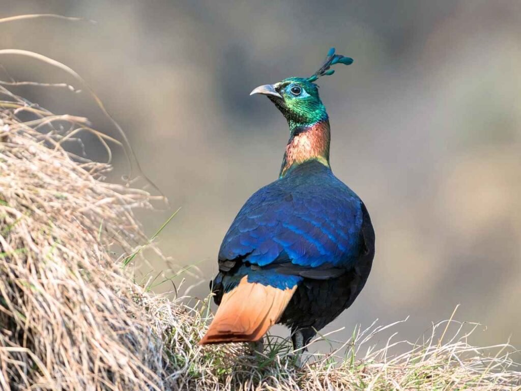A beautiful photo of the Himalayan monal in Ranikhet