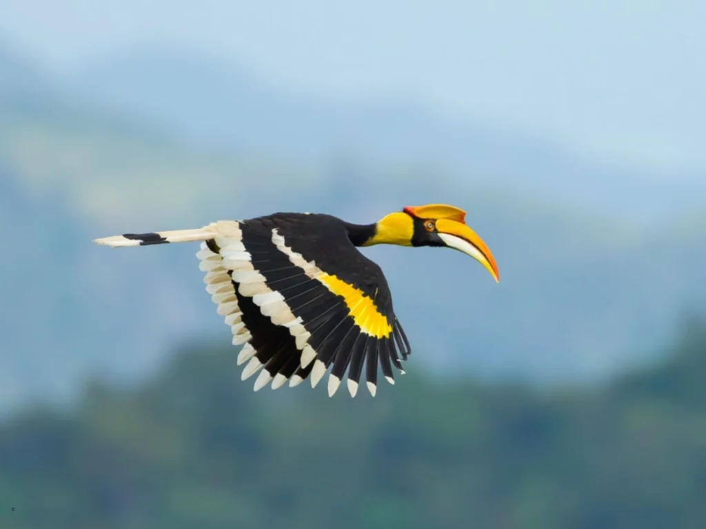A great photo of Great Indian Hornbill flying