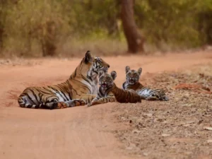 Photo of a tiger and cubs resting on a safari trail