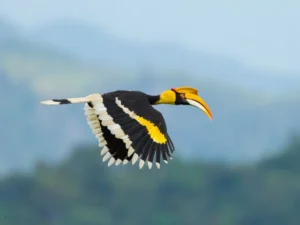 A great photo of Great Indian Hornbill flying