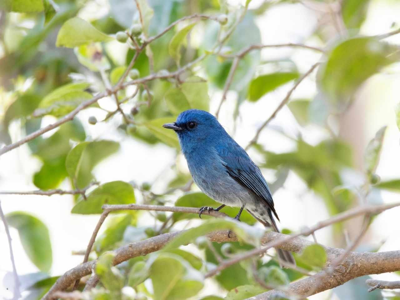 Photo of a nilgiri flycatcher sitting on a perch
