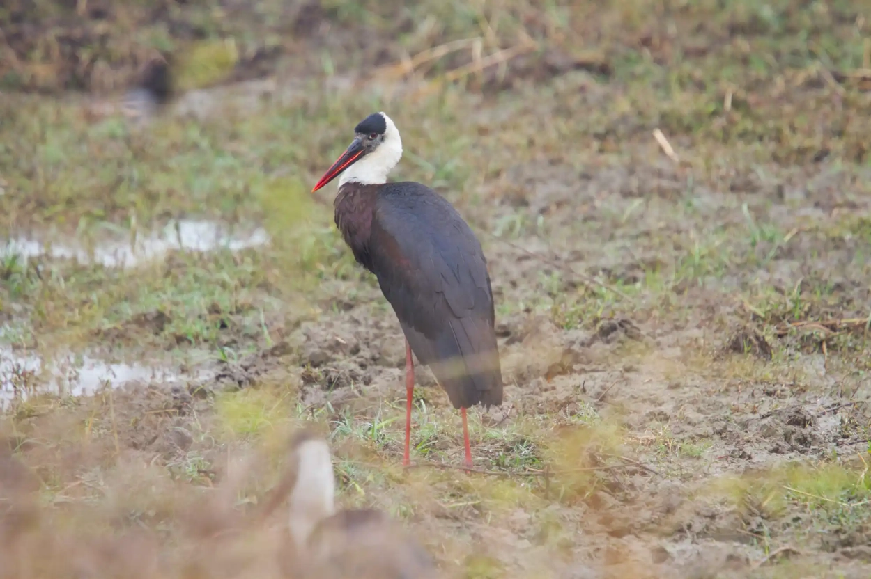 Bharatpur