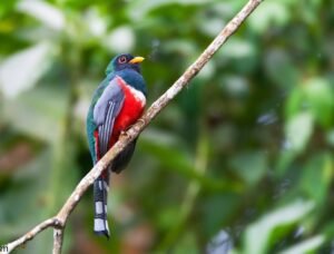 Colombian Birding Tour