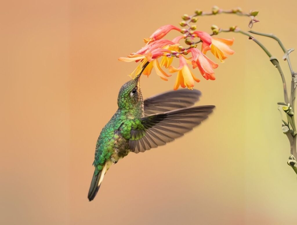 Beautiful Photo of a humming bird