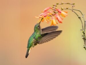 Beautiful Photo of a humming bird