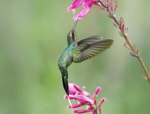 Photo of a humming bird taking nectar