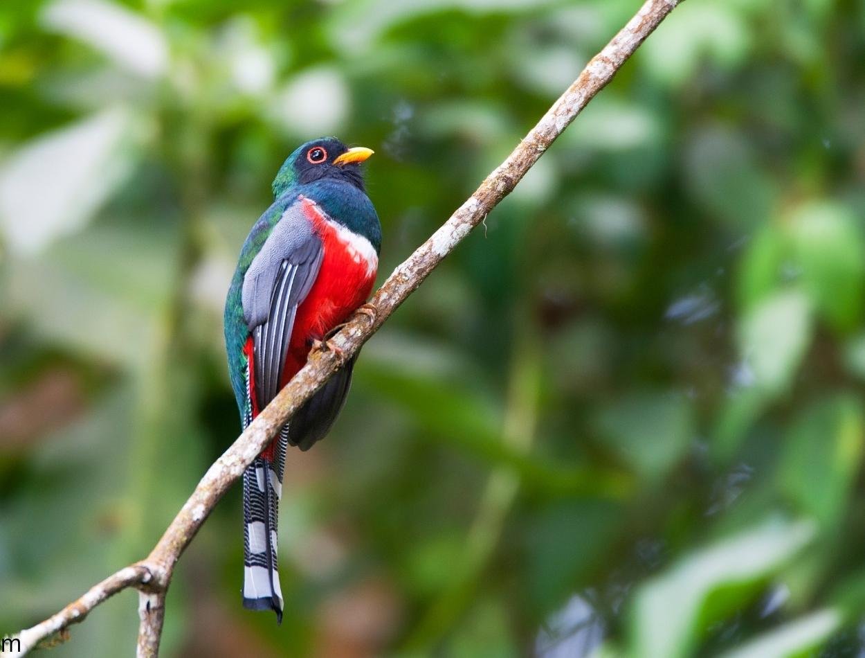 Colombian Birding Tour