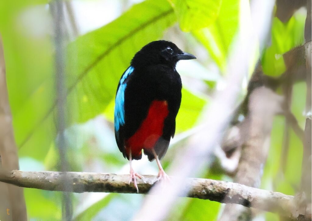 Photo of a Superbpitta