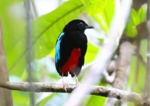 Photo of a Superbpitta