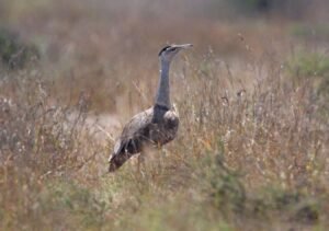 Photo of Great Indian Bustard