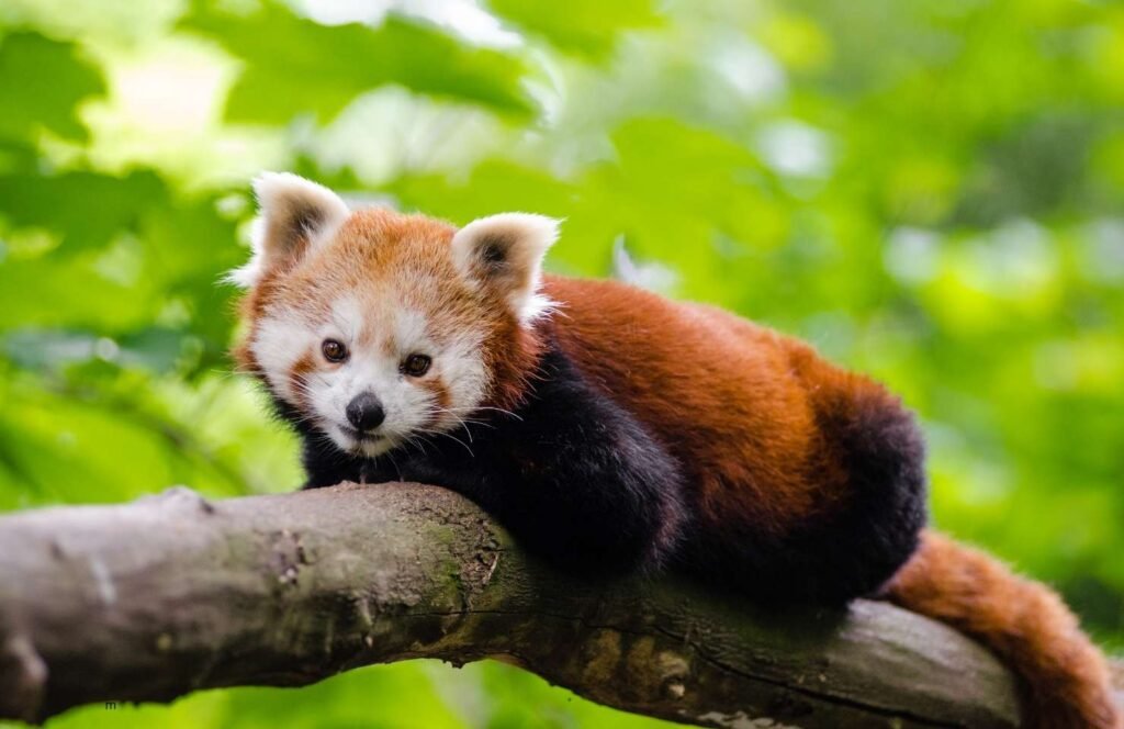 Photo of a red panda