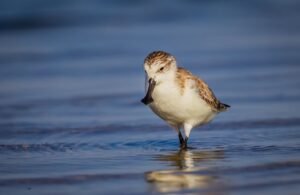 Photo of a rare spoonbill sandpiper
