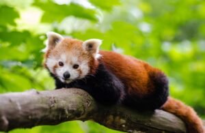 Photo of a red panda