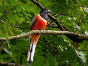 Photo of a beautiful Malabar Trogon