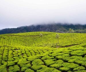 Photo of Munnar tea garden