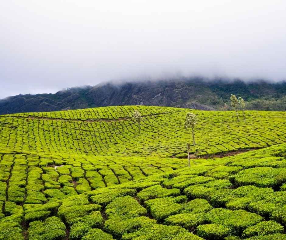 Photo of Munnar tea garden