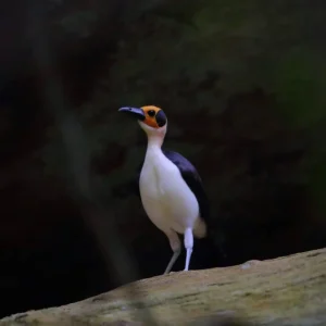 Photo of yellow-headed picathartes