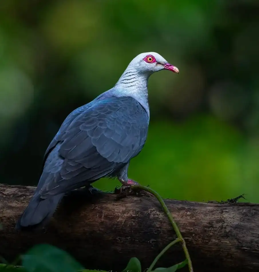 Andaman Pigeon