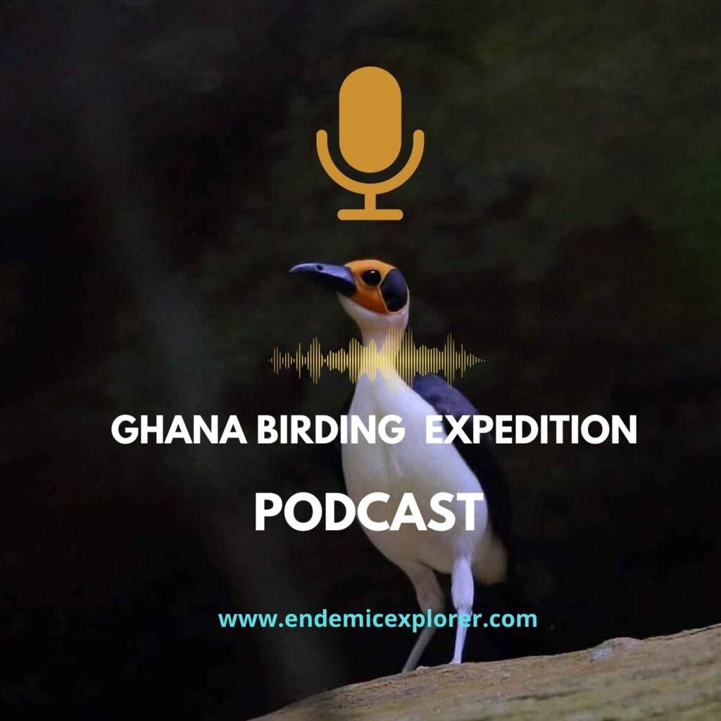 Podcast cover for birding in Ghana