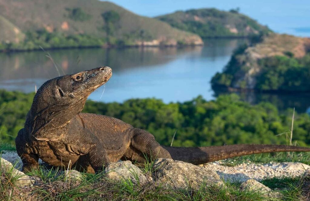 photo of a komodo dragon in Komodo island