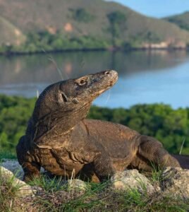photo of a komodo dragon in Komodo island