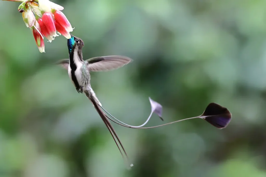 Photo of an amazing hummingbird