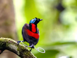 Photo of a Wilsons Bird of Paradise