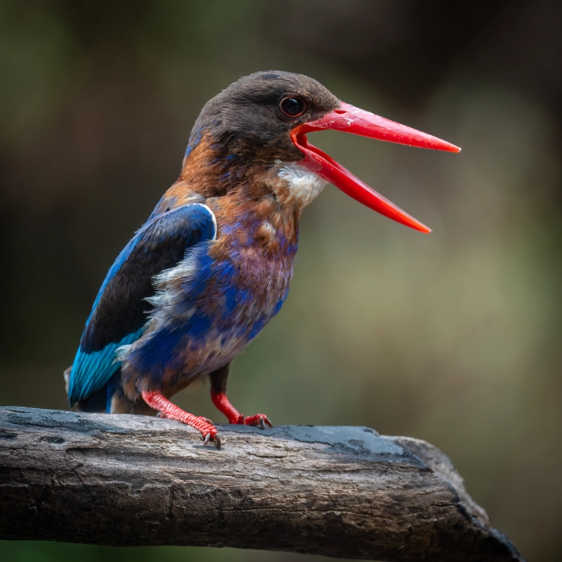 photo of a javan kingfisher