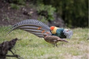 Amazing photo of a pheasant bird displaying in China