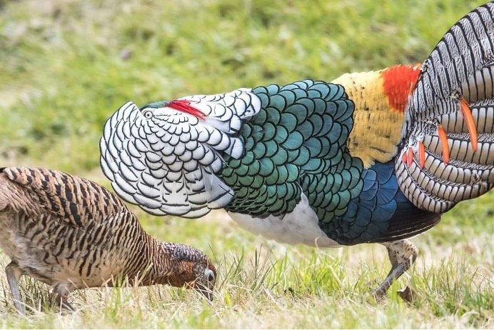 Photogrph of a pheasant doing courtship