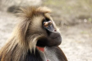 close up of a male gelada monkey in Ethiopia